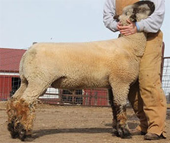 Bushwacker